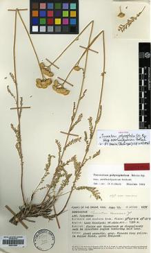 Type specimen at Edinburgh (E). Jacobs, M.: 6857. Barcode: E00413628.