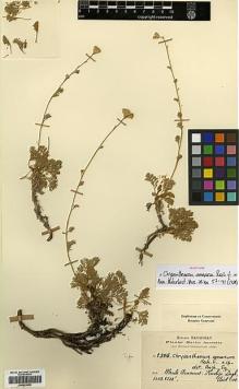 Type specimen at Edinburgh (E). Haradjian, Manoog: 2506. Barcode: E00413629.