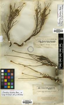 Type specimen at Edinburgh (E). Kotschy, Carl (Karl): 561. Barcode: E00413635.