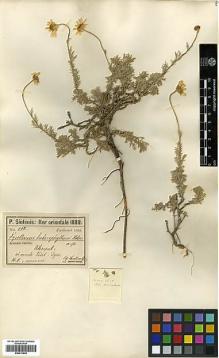Type specimen at Edinburgh (E). Sintenis, Paul: 212. Barcode: E00413638.