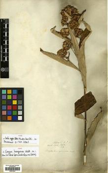 Type specimen at Edinburgh (E). Wallich, Nathaniel: 2992/102. Barcode: E00413641.