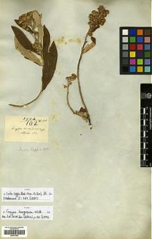 Type specimen at Edinburgh (E). Wallich, Nathaniel: 2992/102. Barcode: E00413642.