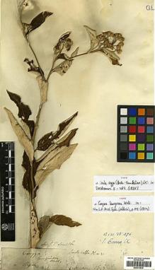 Type specimen at Edinburgh (E). Wallich, Nathaniel: 2992/102. Barcode: E00413643.