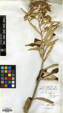 Type specimen at Edinburgh (E). Wallich, Nathaniel: 2991/101 A. Barcode: E00413644.