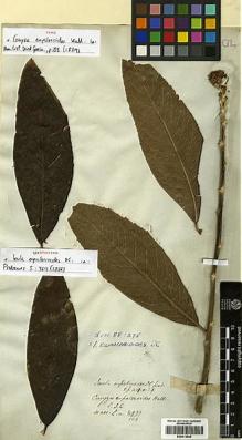 Type specimen at Edinburgh (E). Wallich, Nathaniel: 2993/103. Barcode: E00413645.