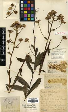 Type specimen at Edinburgh (E). Esquirol, Joseph: 808. Barcode: E00413646.