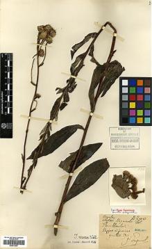 Type specimen at Edinburgh (E). Esquirol, Joseph: 2700. Barcode: E00413647.