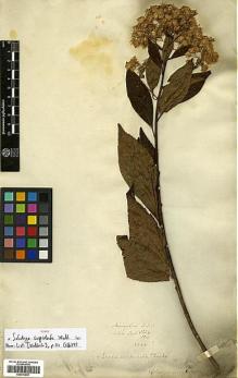 Type specimen at Edinburgh (E). Wallich, Nathaniel: 3224/334. Barcode: E00413651.