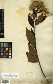 Type specimen at Edinburgh (E). Wallich, Nathaniel: 3224/334. Barcode: E00413651. Type specimen at Edinburgh (E). Wallich, Nathaniel: 3224/334. Barcode: E00413651.
