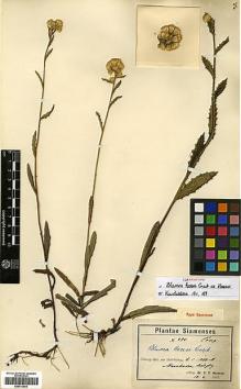 Type specimen at Edinburgh (E). Hosseus, Carl: 494. Barcode: E00413653.