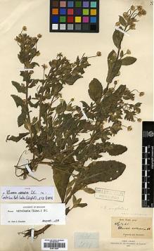 Type specimen at Edinburgh (E). Wight, Robert: 1421. Barcode: E00413654.