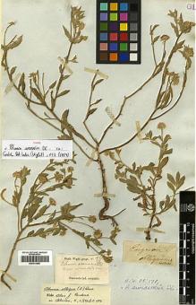 Type specimen at Edinburgh (E). Wight, Robert: 1421/29. Barcode: E00413655.