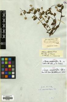 Type specimen at Edinburgh (E). Wight, Robert: 1424. Barcode: E00413658.