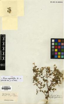 Type specimen at Edinburgh (E). Wight, Robert: 1424. Barcode: E00413659.
