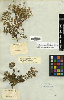 Type specimen at Edinburgh (E). Wight, Robert: 1424. Barcode: E00413660.