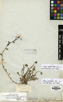 Type specimen at Edinburgh (E). Wight, Robert: 1436. Barcode: E00413661.