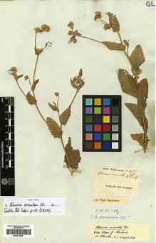 Type specimen at Edinburgh (E). Wight, Robert: 1435/27. Barcode: E00413663.