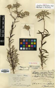 Type specimen at Edinburgh (E). Maire, Edouard-Ernest: . Barcode: E00413671.