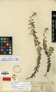 Type specimen at Edinburgh (E). Parry, Charles; Palmer, Edward: 423. Barcode: E00413672.