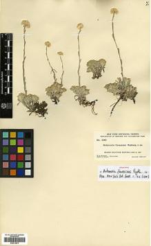 Type specimen at Edinburgh (E). Rydberg, Pehr; Bessey, Ernst: 5145. Barcode: E00413674.