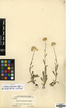 Type specimen at Edinburgh (E). Rydberg, Pehr; Bessey, Ernst: 5168. Barcode: E00413675.