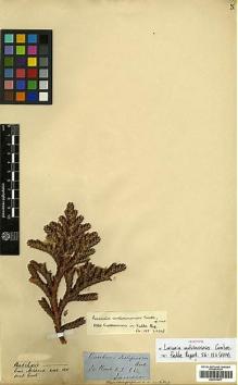 Type specimen at Edinburgh (E). Jameson, William: . Barcode: E00413677.