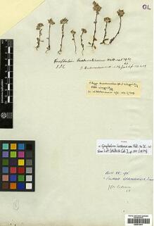 Type specimen at Edinburgh (E). Wallich, Nathaniel: 2951/61. Barcode: E00413679.