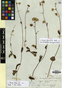Type specimen at Edinburgh (E). Wallich, Nathaniel: 3017/127 F. Barcode: E00413681.