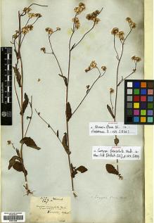 Type specimen at Edinburgh (E). Wallich, Nathaniel: 3017/127 A. Barcode: E00413682.