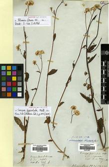 Type specimen at Edinburgh (E). Wallich, Nathaniel: 3017/127 A. Barcode: E00413683.