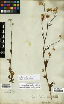 Type specimen at Edinburgh (E). Wallich, Nathaniel: 3017/127 D. Barcode: E00413686.