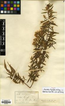 Type specimen at Edinburgh (E). Parry, Charles; Palmer, Edward: 362. Barcode: E00413695.