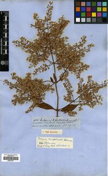 Type specimen at Edinburgh (E). Spruce, Richard: 4822. Barcode: E00413707.