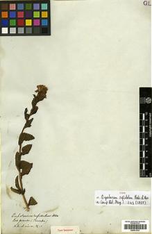 Type specimen at Edinburgh (E). Tweedie, John: . Barcode: E00413723.