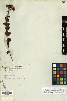Type specimen at Edinburgh (E). Tweedie, John: . Barcode: E00413724.