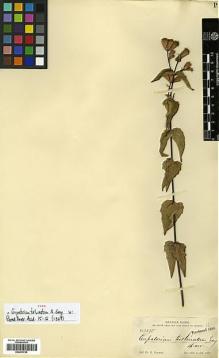 Type specimen at Edinburgh (E). Palmer, Edward: 1075. Barcode: E00413725.