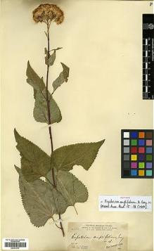 Type specimen at Edinburgh (E). Parry, Charles; Palmer, Edward: 334. Barcode: E00413727.