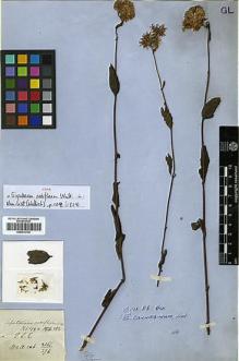 Type specimen at Edinburgh (E). Wallich, Nathaniel: 3166/276. Barcode: E00413732.