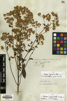 Type specimen at Edinburgh (E). Wallich, Nathaniel: 3073/183. Barcode: E00413733.