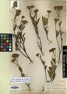 Type specimen at Edinburgh (E). Purpus, Carl: 1470. Barcode: E00413739.