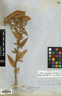 Type specimen at Edinburgh (E). Hartweg, Karl: 137. Barcode: E00413741.