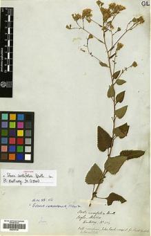 Type specimen at Edinburgh (E). Hartweg, Karl: 304. Barcode: E00413742.