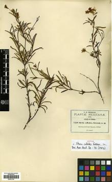 Type specimen at Edinburgh (E). Pringle, Cyrus: 8570. Barcode: E00413743.