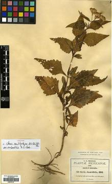 Type specimen at Edinburgh (E). Pringle, Cyrus: 743. Barcode: E00413747.
