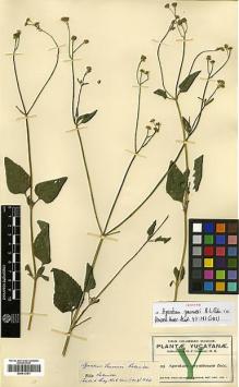 Type specimen at Edinburgh (E). Gaumer, George: 395. Barcode: E00413751.