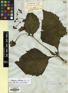 Type specimen at Edinburgh (E). Wight, Robert: 1400. Barcode: E00413756.