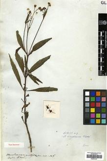 Type specimen at Edinburgh (E). Hooker, Joseph: . Barcode: E00413757.
