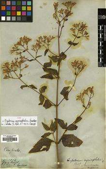 Type specimen at Edinburgh (E). Gardner, George: 3824. Barcode: E00413763.
