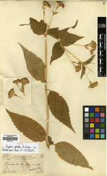 Type specimen at Edinburgh (E). Parry, Charles; Palmer, Edward: 496. Barcode: E00413771.
