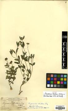 Type specimen at Edinburgh (E). Parry, Charles; Palmer, Edward: 450. Barcode: E00413780.